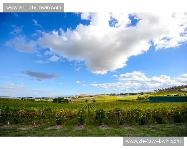 黄金海岸的荣耀之战：布里斯班怒狮与蔚山现代的亚洲冠军之路